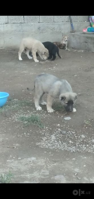 Шеночки алабаев чистокровные