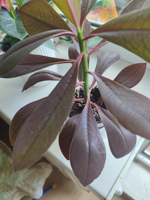 Продам синадениум