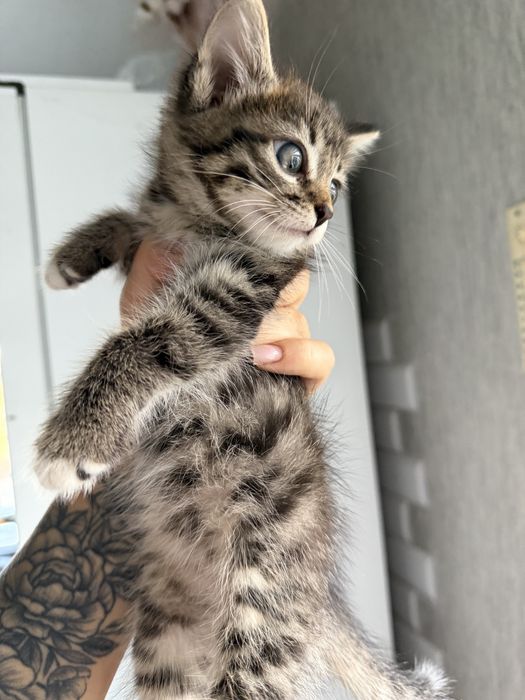 Отлам котят в хорошие руки!