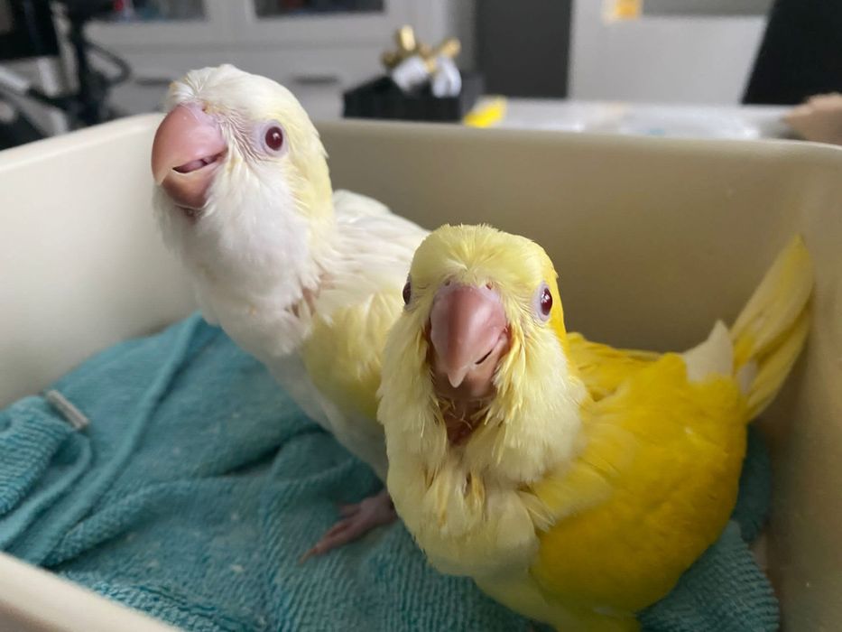 Papagali vorbitori puiuti blanzi micul alexandru calugari