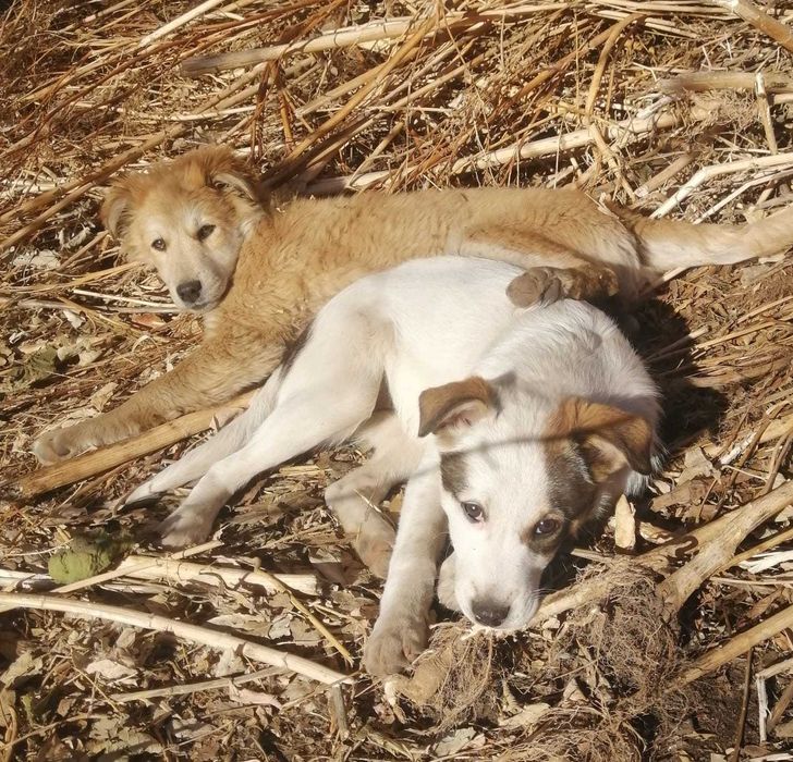 Дарим щенков. Девочки