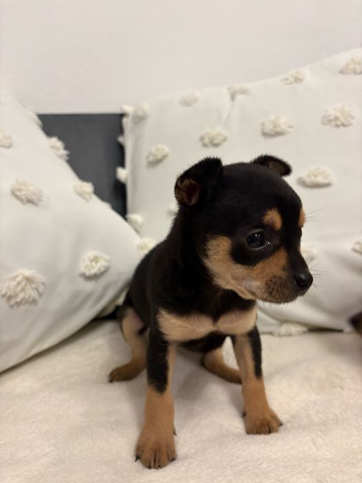 Мини чихо-пинчер