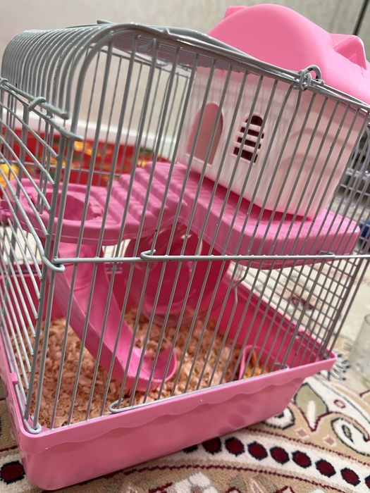 Хомяк джунгарский