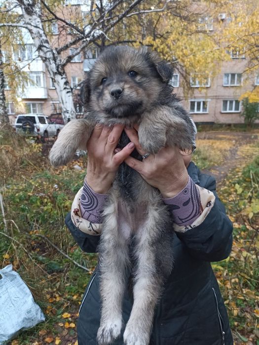 Щенки отдаются в добрые руки