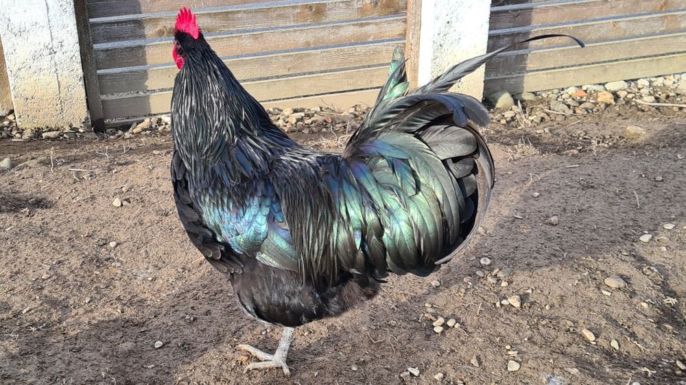 Cocoș Australorp