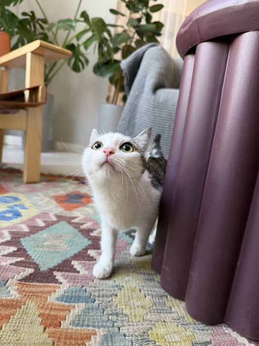 Котенок ЛАЙМА. 8 месяцев