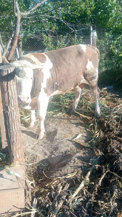 Vând taur 1 an și 4luni