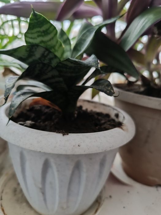 Комнатные цветы продаются