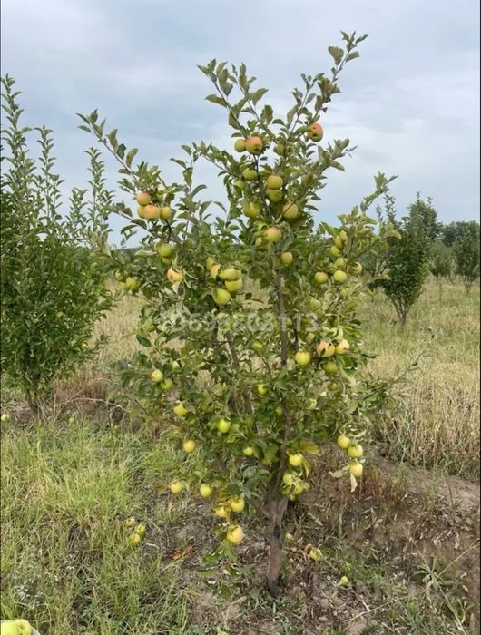 Яблоневый сад 3,35га