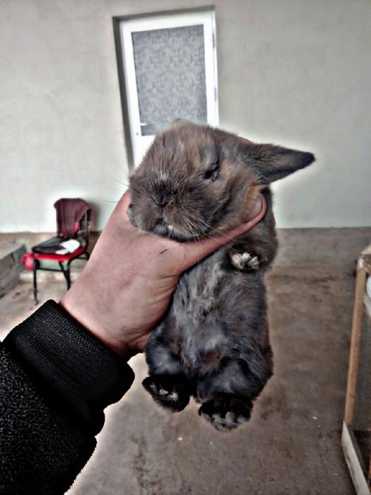 O'smidigan karlik quyon