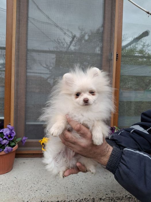 Мъжко  померанче