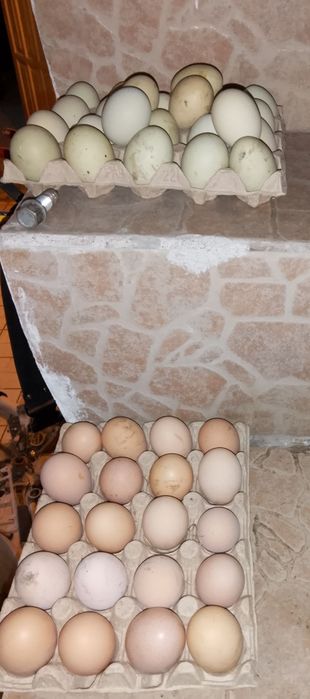 Oua pentru incubator sau cloșcă