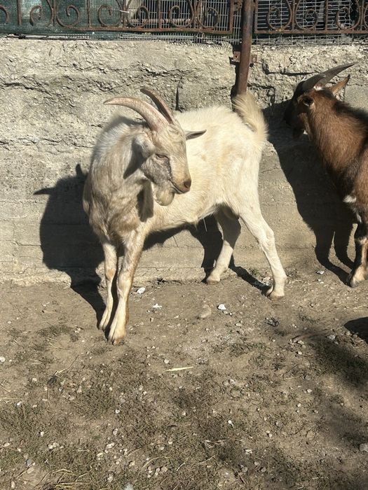 Tapi originali .