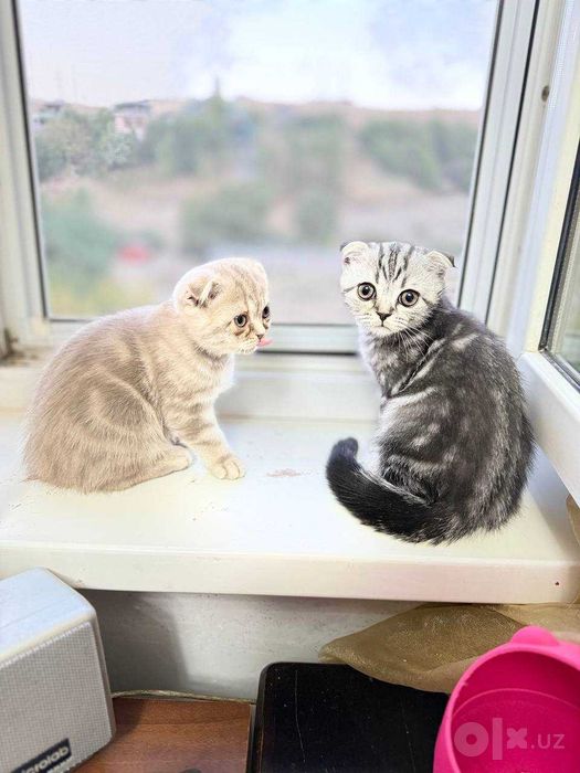 Котята скотиш фолды