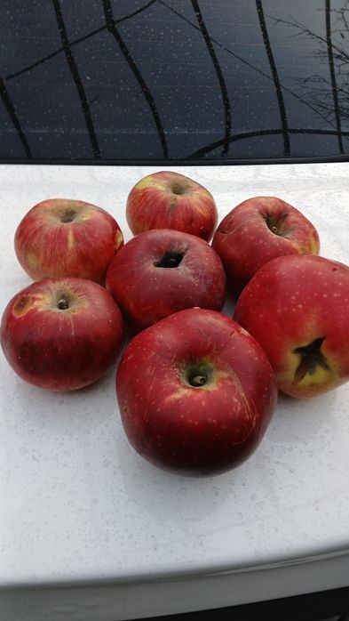 Сушённые яблоки асорти