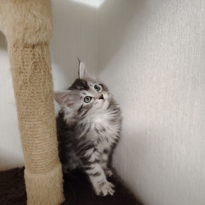В продаже Котята Мейн-кун