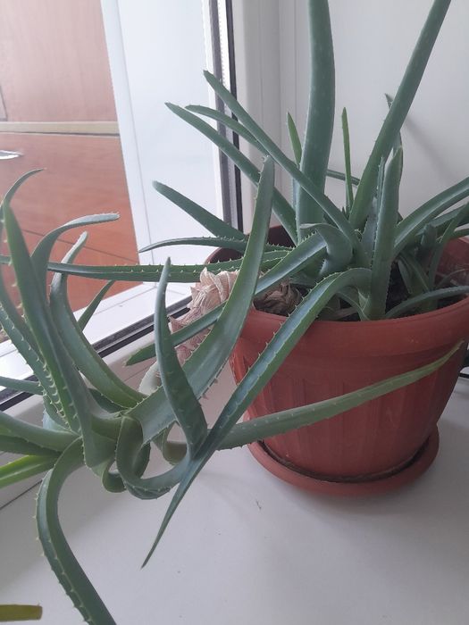 Продам алоэ лечебное