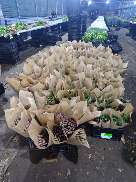 Продам тюльпаны оптом