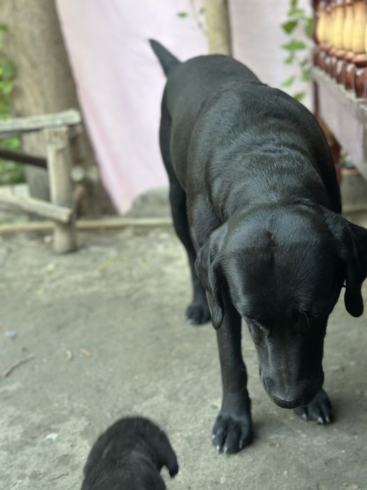 Labrador лабрадор 1.5 месячный  продается