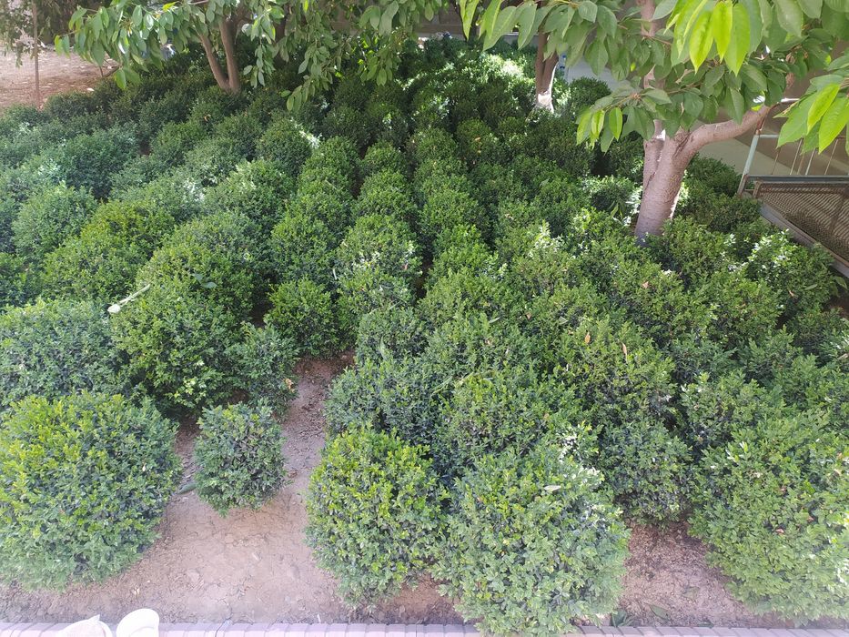 Shamshod ko'chat sotiladi