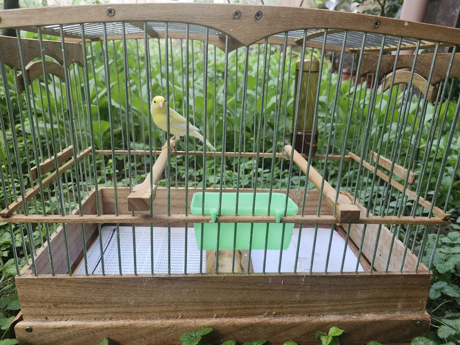 Продаются конарейки