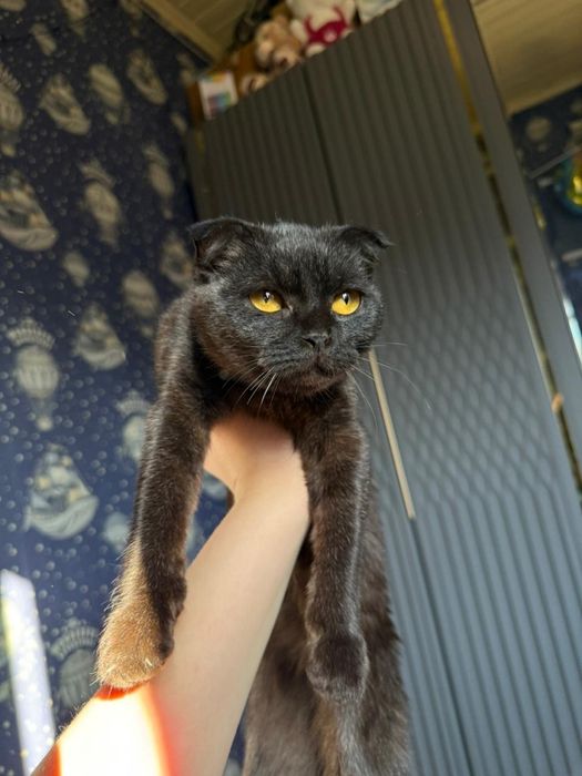 Шотланский вислоухий котенок