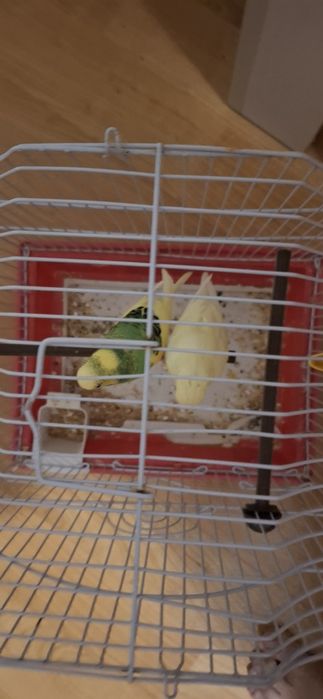 Vand papagali tip peruși