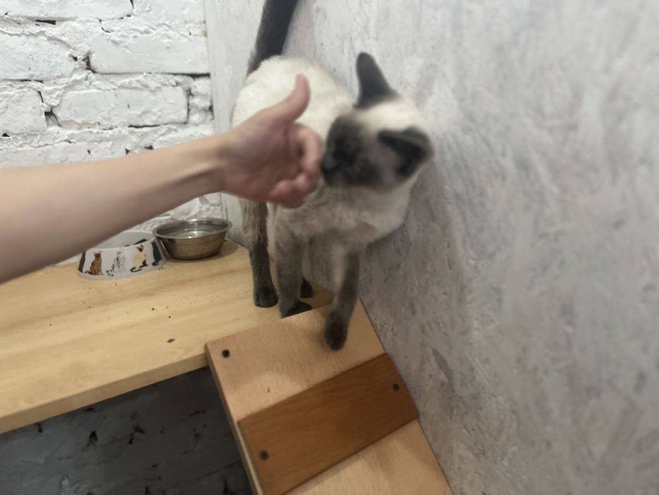 Отдам кошечку в добрые руки