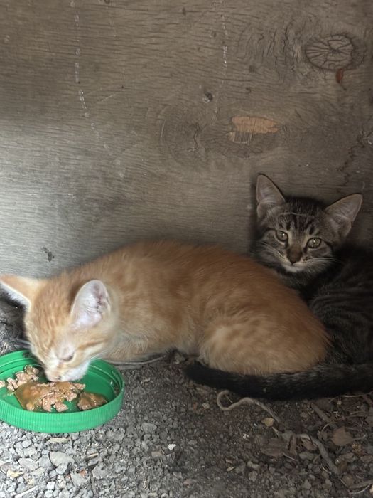 СРОЧНО   котята.