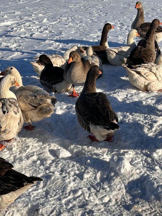 Гуси на развод. Тұқымдыққа