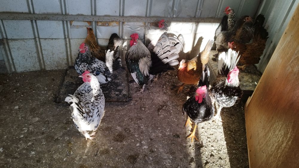 Cocosi pitici americani