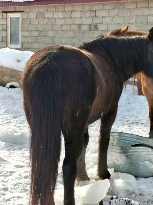 Кобылы с откорма 5-6 летки