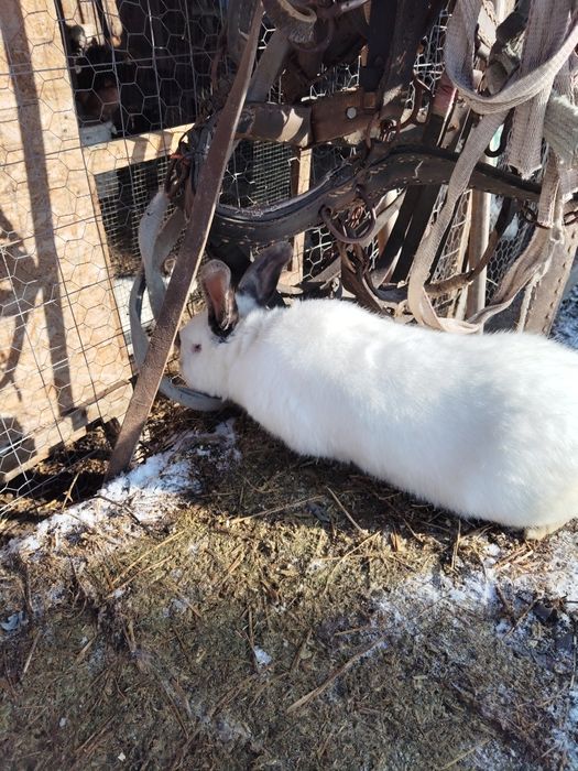 Vând iepuri californieni