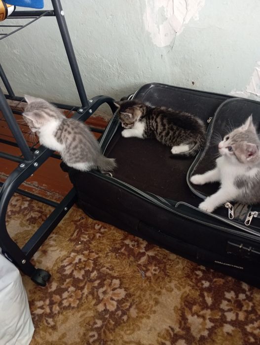 Mushukchalar xadyaga beriladi