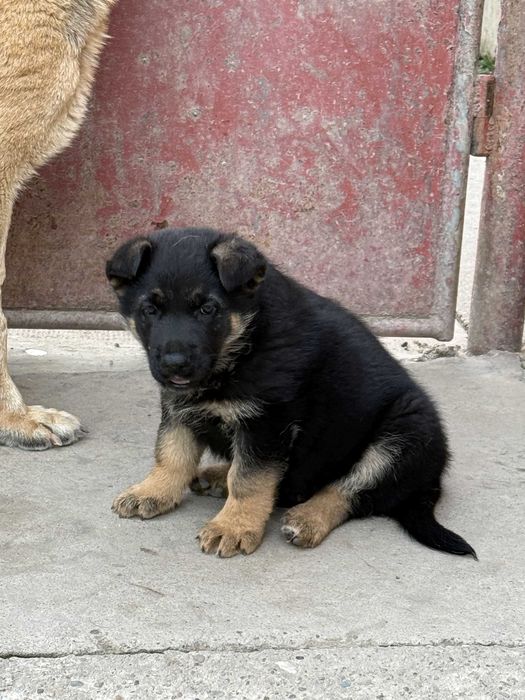 Mascul Ciobanesc german