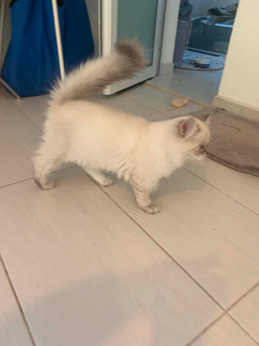 Шотлански котета