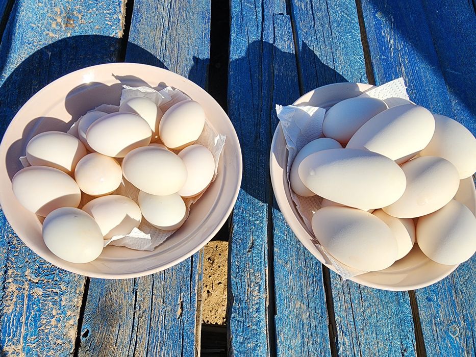 Продаю домашние утиные и гусиные яйца