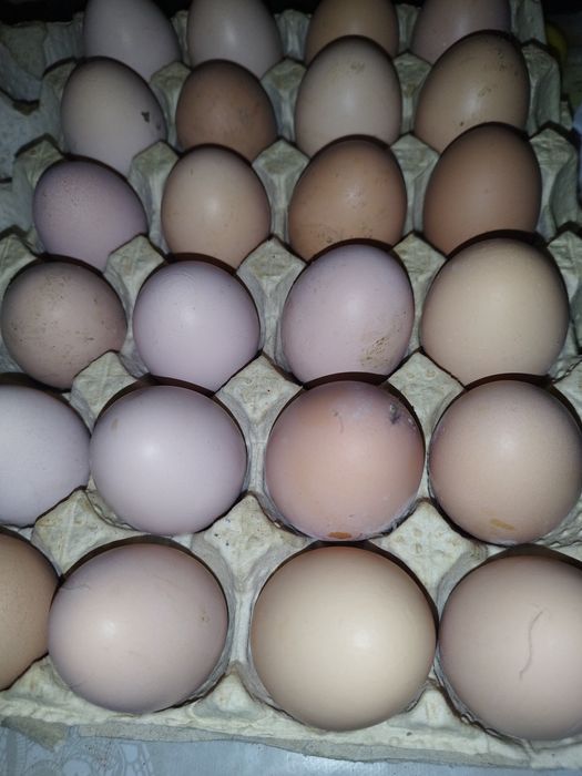 Ouă de incubator... Brahma negru bobat