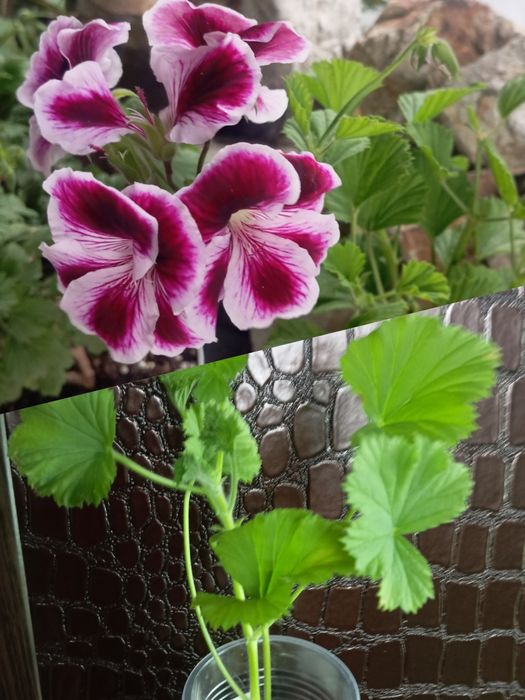 Эсхинантус королевская пеларгония.