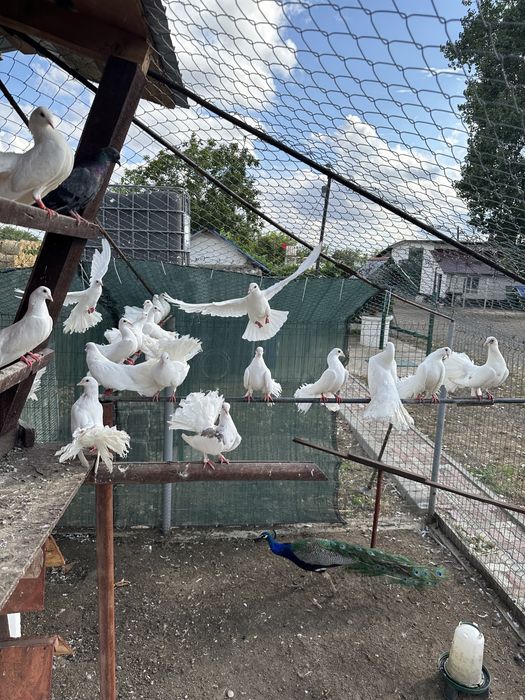 Porumbei curcani albi