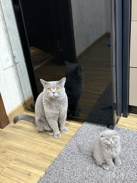 Вязка! Кот, приглашает к себе кошечку для вязки.