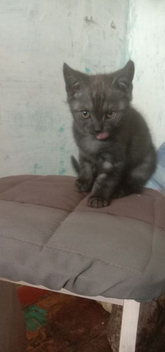 Отдам котят мама британка