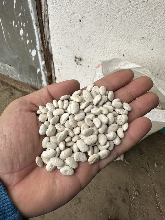 Vand fasole romaneasca productie 2025