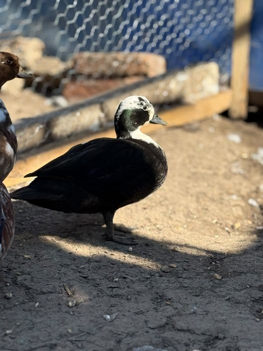 Caută casa noua ratoi pitic olandez