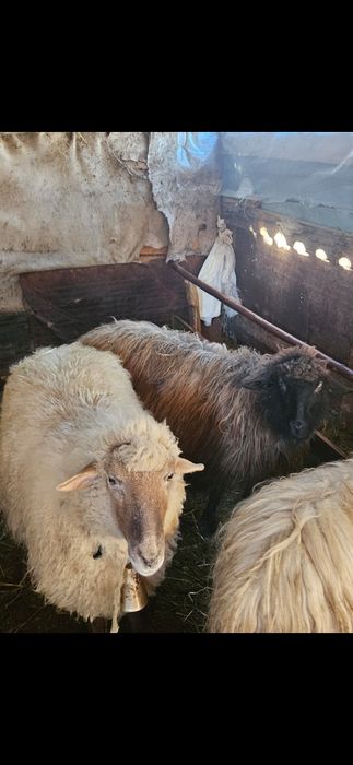 Oi tigaie fatate de vanzare mioare .