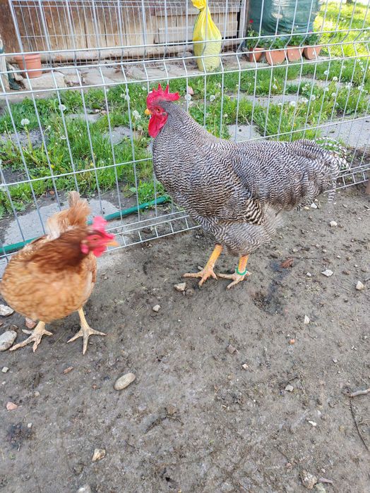 Cocos Plymouth rock barat
