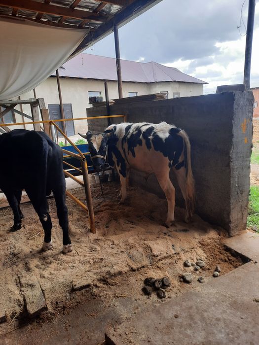 Быки проды ангус и местные