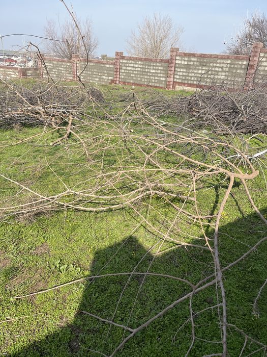 спиленные ветки деревьев
