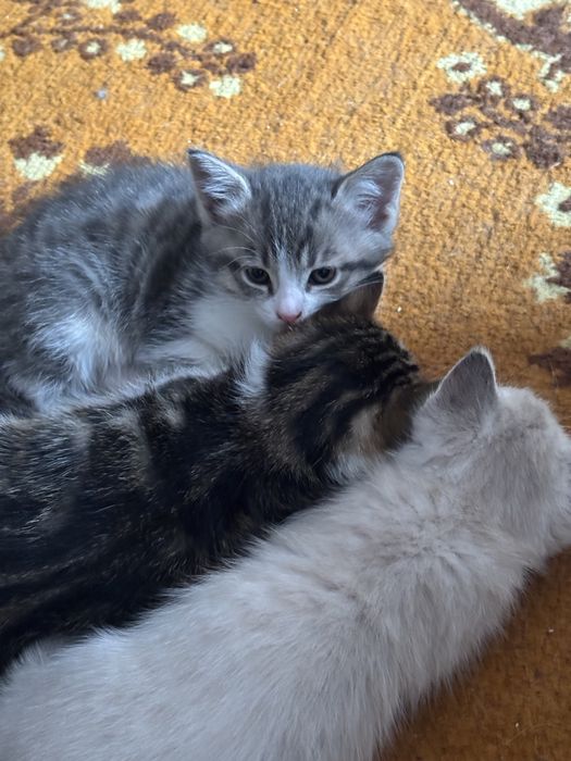 Красивые домашние котята