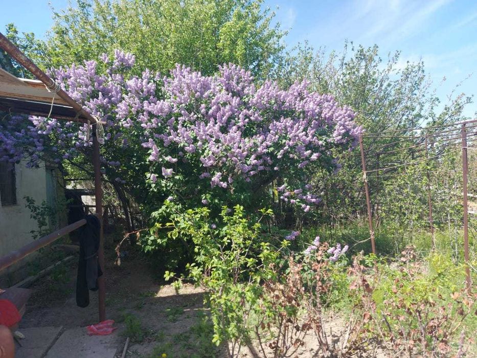 Сдаётся в аренду дача для посадки